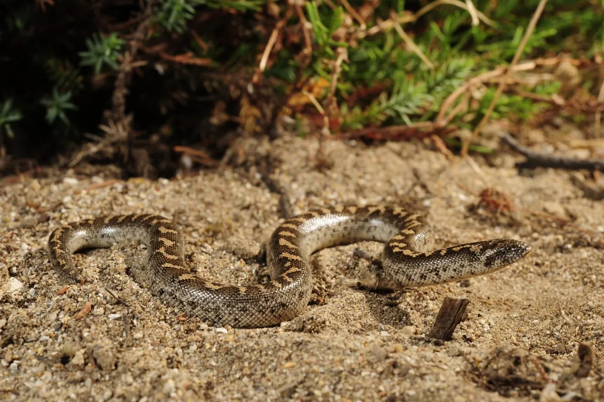 Eryx jaculus in Pylos, Greece. (Benny Trapp/CCBY)