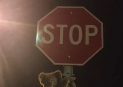 Image of Koala Climbing Stop Sign in Australia Goes Viral (Video)