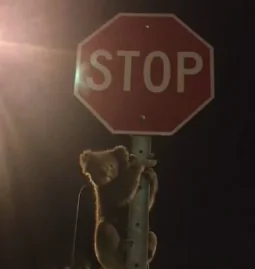 Image of Koala Climbing Stop Sign in Australia Goes Viral (Video)