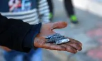 162 Civilians Have Died in Turkey Conflict: Rights Group