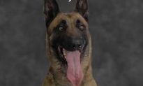 Virginia Police K-9 Shot on Duty by Suspect During Standoff