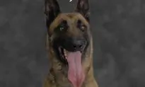 Virginia Police K-9 Shot on Duty by Suspect During Standoff