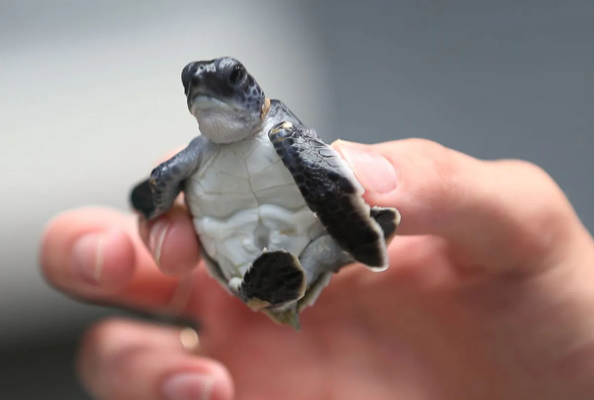 A green turtle is held as marine turtle specialists prepare to release the more than 570 baby sea turtles, including the Loggerhead and Green turtles, into the Atlantic Ocean on July 27, 2015 in Boca Raton, Florida. (Joe Raedle/Getty Images)