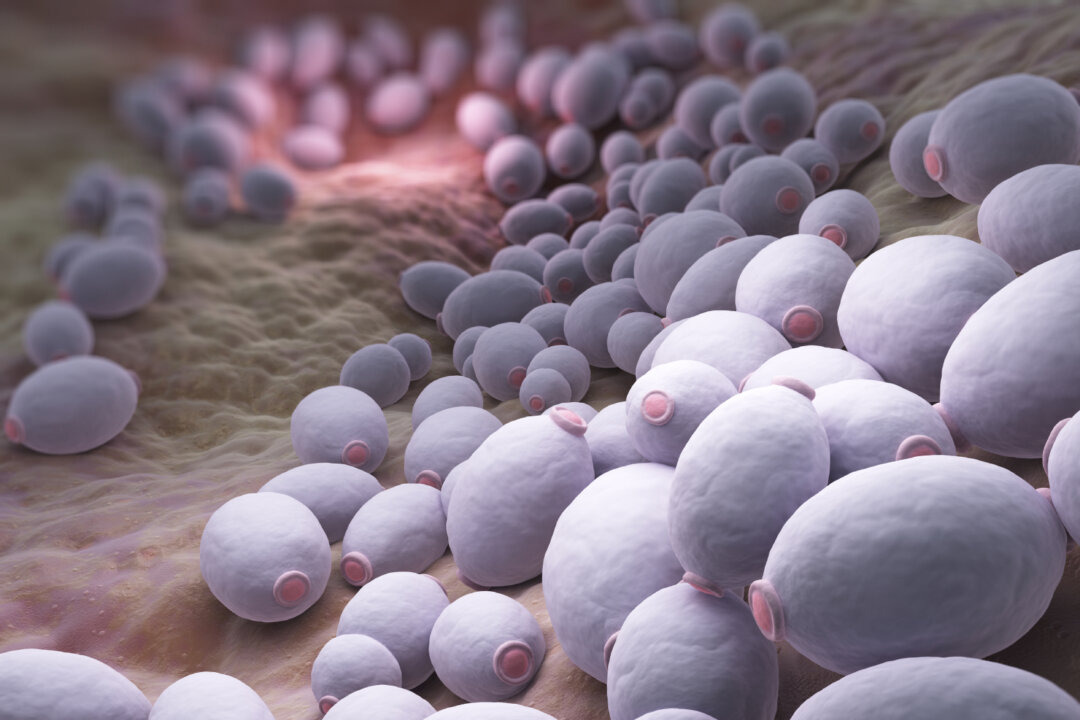 Candida albicans (iStock)
