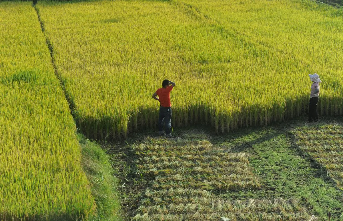 Chinese farmers watch over their field during harvesting in Hefei, east China's Anhui province on October 27, 2011.  (STR/AFP/GettyImages)