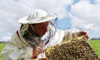 Give Bees a Chance: The Ancient Art of Beekeeping Could Save Our Honey (And Us Too)