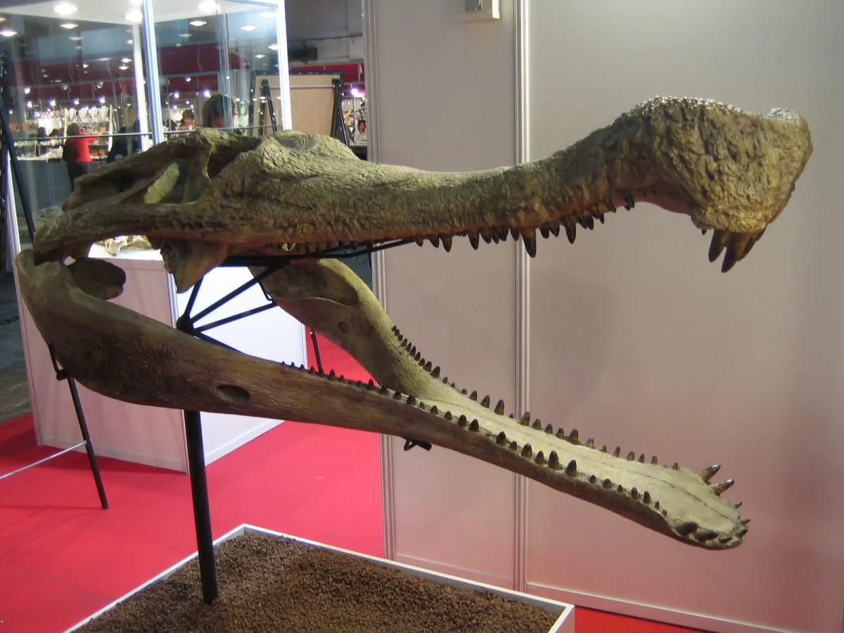 The head of a sarcosuchus imperator in Expominer 2007, Barcelona, Spain (Eduard Solà Vázquez/Wikipedia Commons) 