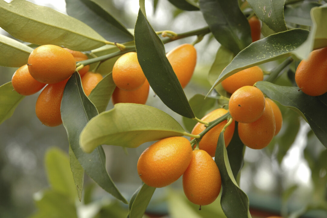 Kumquat tree with fruit and leaves. (Karimala/iStock)