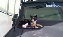 SWAT Cat Is Back! Boston Police Team’s Mascot Returns Home