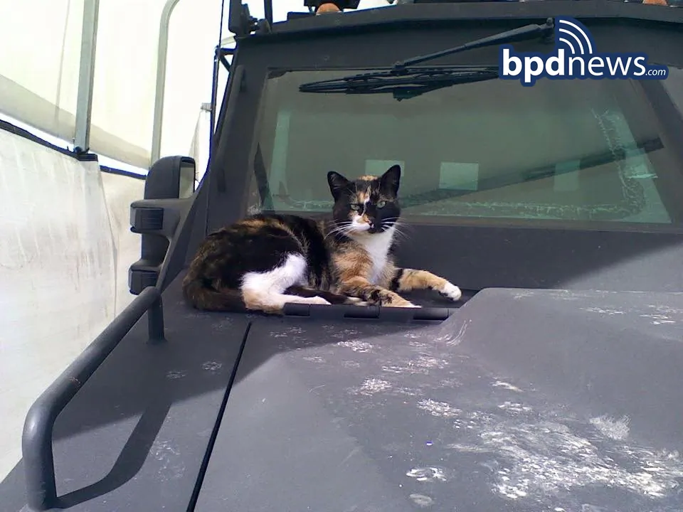 In this undated photo provided by the Boston Police Department, a cat dubbed SWAT Cat by the Boston Police Department's SWAT team, sits on the hood of an armored vehicle, in Boston. The team has been reunited with its beloved, unofficial mascot. The department posted on its website that SWAT Cat returned to the unit's home base in the city's Roxbury neighborhood Thursday morning, Jan. 14, 2016. (Boston Police Department via AP)