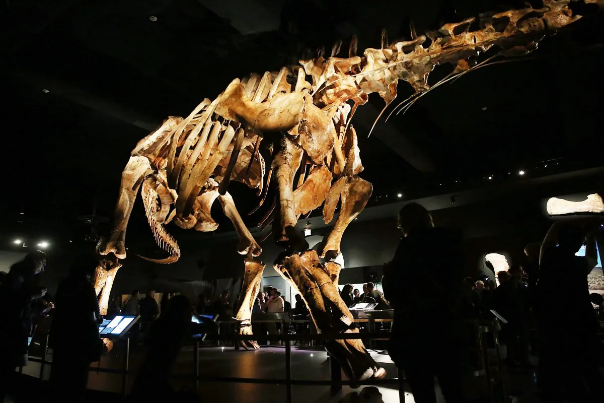  A replica of one of the largest dinosaurs ever discovered is unveiled at the American Museum of Natural History on January 14, 2016 in New York City. (Spencer Platt/Getty Images)
