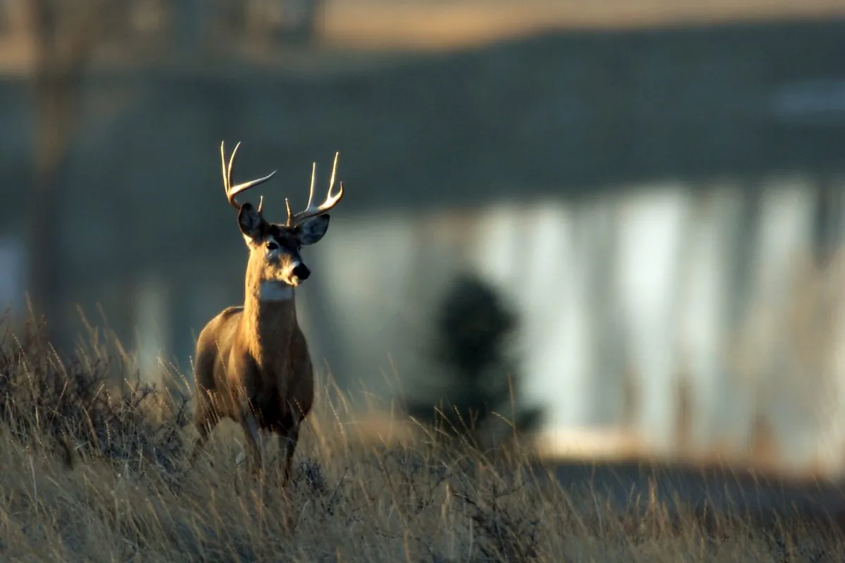 A whitetail deer buck stands on a ridge overlooking the Missouri River south of Great Falls, Mont., on Thursday, Dec. 6, 2007. (AP Photo/Great Falls Tribune, Robin Loznak)