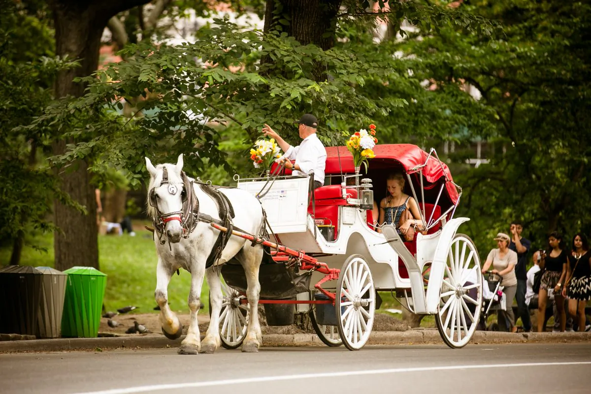 People relax and recreate on a hot Summer day, in Central Park, New York City, on July 3, 2014. (Edward Dai/Epoch Times)A horse-drawn carriage driver takes passengers for a ride around Central Park, Monday, April 28, 2014, in New York. (AP Photo/Kathy Willens)