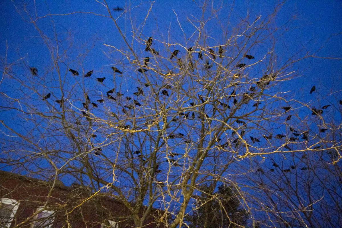 Crows in a tree in a file photo. (Holly Kellum/Epoch Times)
