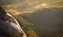 5 Trends That Will Define the World’s Forests in 2016