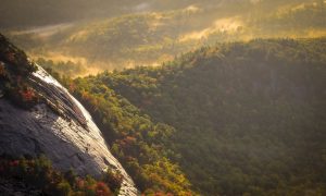 5 Trends That Will Define the World's Forests in 2016