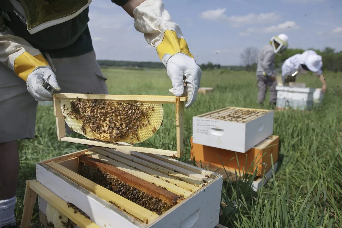 Volunteers check beehives at a farm in Mason, Ohio, May 27, 2015. Some pesticides are thought to pose a danger to bees and other pollinators. Health Minister Jane Philpott says the practice of allowing the use of pesticides that aren't fully approved for sale will end. (AP Photo/John Minchillo)