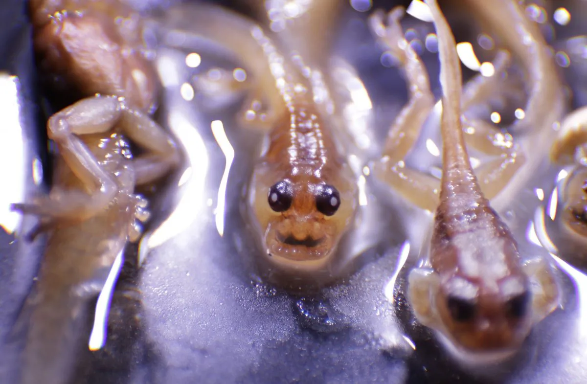 Preserved tadpoles of a frog named Frankixalus jerdonii, a new genus of frogs, are seen at Systematics Lab at the University of Delhi, Department of Environmental Studies, in New Delhi. Stem cells of another species, Xenopus laevis, is taken to generate xenobots on Jan. 14, 2016. (Altaf Qadri/AP Photo)