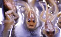 Xenobots: Cell-Based Living Robots That Can Self-Replicate