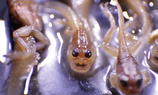 Xenobots: Cell-Based Living Robots That Can Self-Replicate