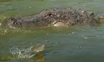Crocodile Takes Morning Dip in Florida Keys Swimming Pool