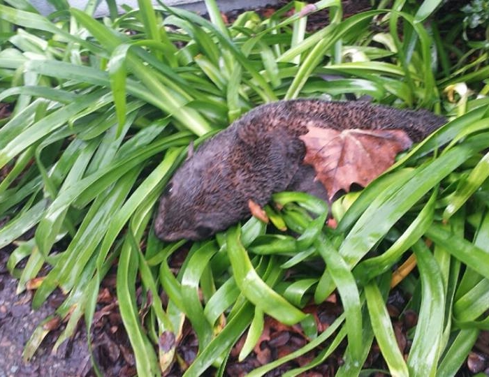 Starving sea lion found in San Diego, California, restaurant