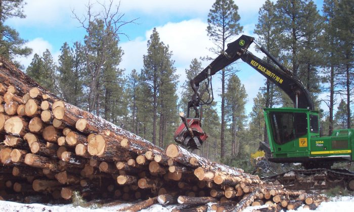 Commercial logging in the Kaibab National Forest, Arizona. (U.S. Forest Service, Southwestern Region, Kaibab National Forest, CC BY-SA)