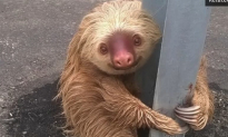 The Most Adorable Sloth Ever Stranded on Highway Goes Viral (Video)