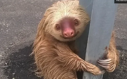 The Most Adorable Sloth Ever Stranded on Highway Goes Viral (Video)
