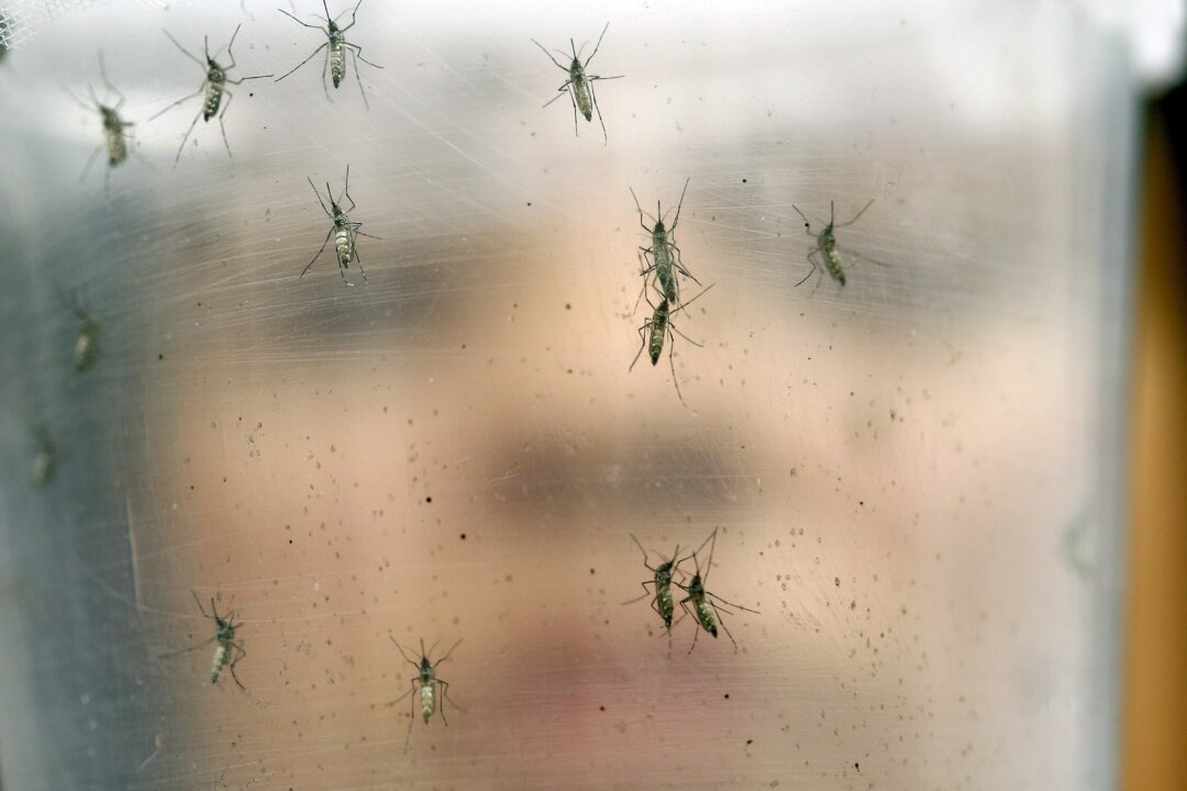 A researcher holds a container with female Aedes aegypti mosquitoes at the Biomedical Sciences Institute in the Sao Paulo's University, in Sao Paulo, Brazil, on Jan. 18, 2016. (AP Photo/Andre Penner)