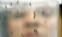 Zika Virus: Rio, Brazil, Says It’s On Guard