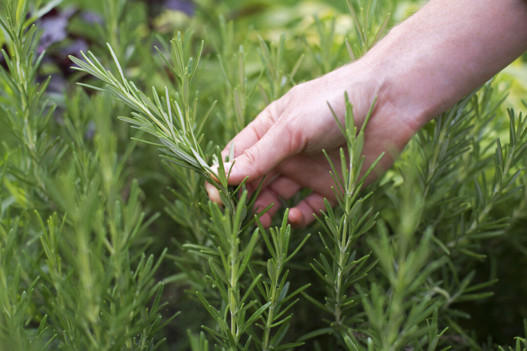 Rosemary is a fragrant herb with many culinary and medicinal applications. (dulezidar/iStock)