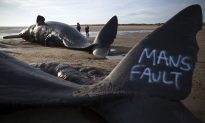 Bodies of 8 Sperm Whales Discovered in National Park in Germany