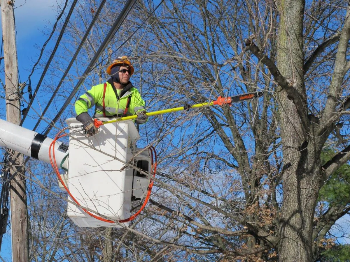 In this Jan. 27, 2016 photo, Rafael Panavala, an employee with Asplundh Tree Service, prunes branches off a tree in Plandome Heights, N.Y. The electric utility PSEG Long Island hires contractors like Asplundh to perform tree trimming annually on trees in an effort to prevent power outages during snowstorms and other severe weather. (AP Photo/Frank Eltman)