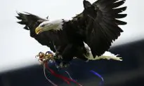 Watch: Dutch Police Eagle Takes Down a Drone