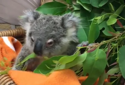 Young Koala Found Wandering Alone Becomes an Internet Star (Video)