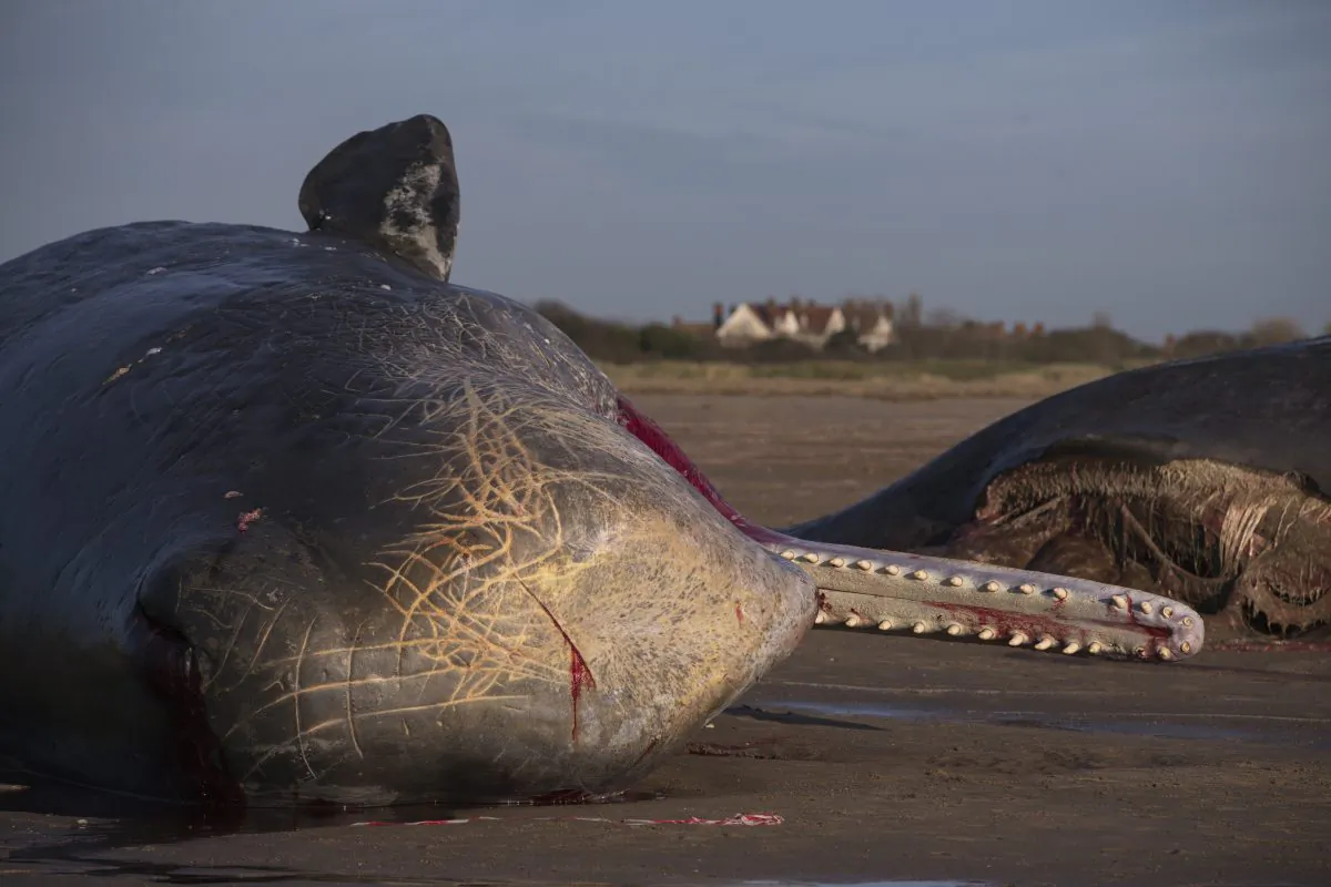 Sperm Whales found washed ashore on beaches on Jan. 25, 2016 in Skegness, England. (Dan Kitwood/Getty Images)