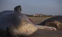 Calls to Halt Atlantic Offshore Wind Projects Grow Louder as Whale Deaths Continue
