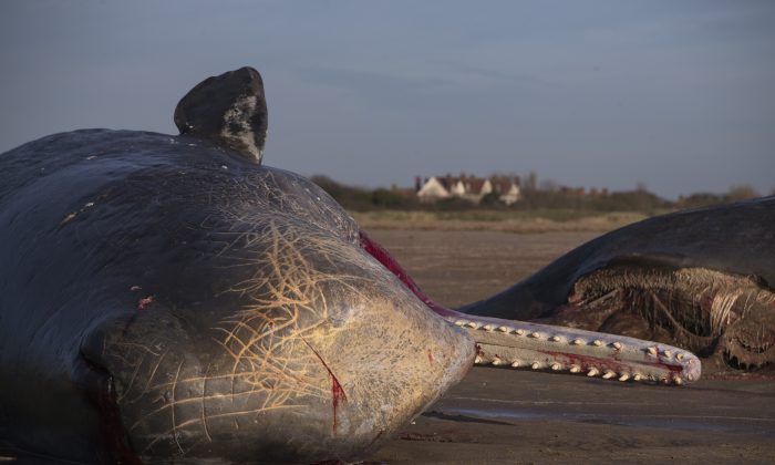 Two of the five Sperm Whales that were found washed ashore on beaches near Skegness over the weekend on January 25, 2016 in Skegness, England. (Photo by Dan Kitwood/Getty Images)