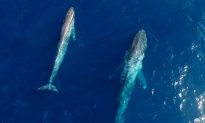 2 Blue Whales Captured on Video by Drone Near Antartica