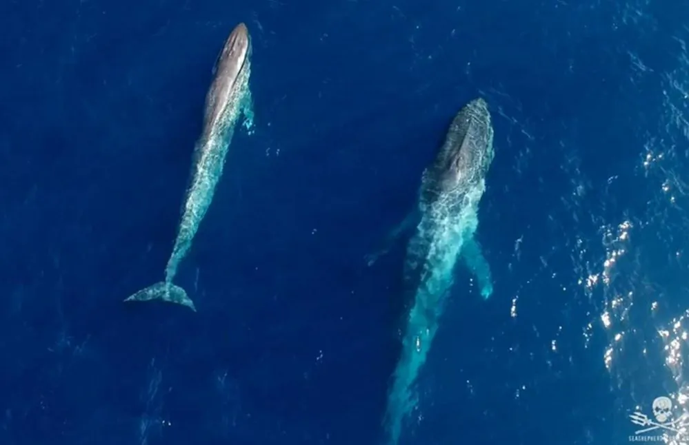 Screenshot: YouTube/Sea Shepherd