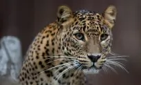 Video Shows Only Known US Jaguar Roaming Arizona Mountains