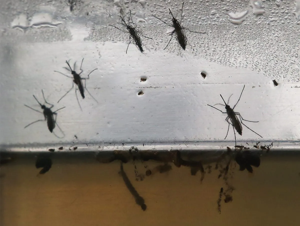 Aedes aegypti mosquitos in various stages of development are displayed at en exhibition on Dengue fever on January 28, 2016 in Recife, Pernambuco state, Brazil. (Mario Tama/Getty Images)
