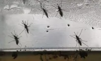Florida Readies for a Fight With Zika Virus