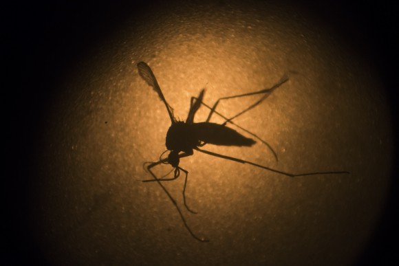 An Aedes aegypti mosquito is photographed through a microscope at the Fiocruz institute in Recife, Pernambuco state, Brazil, on Jan. 27, 2016. This mosquito type has been carrying the Zika virus. (AP Photo/Felipe Dana)