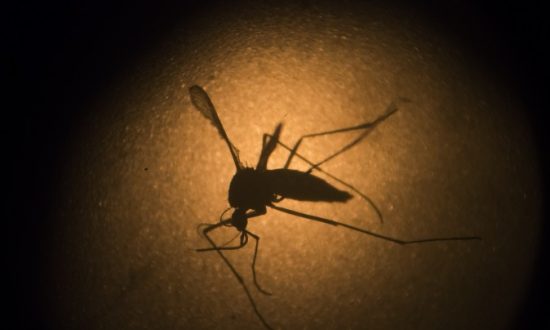 Speaking Zika With the Man Who Discovered Ebola