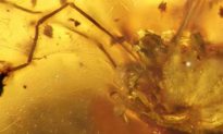 99-Million-Year-Old Daddy Long Legs Fossil Discovered
