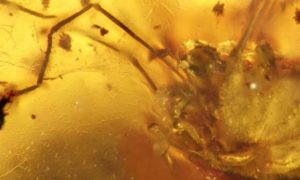 99-Million-Year-Old Daddy Long Legs Fossil Discovered