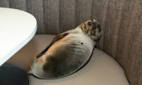 Video: Sea Lion Pup Found Sleeping in San Diego Restaurant