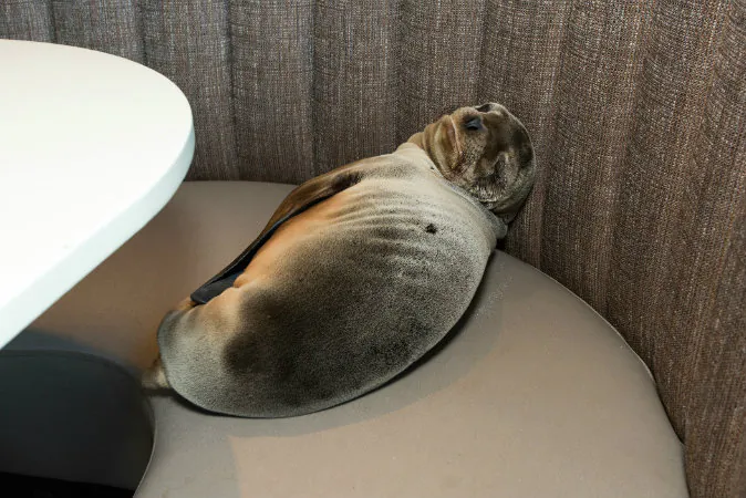 An 8-month-old female sea lion pup is shown where it was found sleeping in a booth of the Marine Room, an upscale restaurant in the La Jolla neighborhood of San Diego on Feb. 4. (Mike Aguilera/SeaWorld via AP)